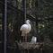 コウノトリ