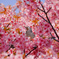 ヒヨドリと河津桜