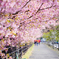 桜ロード