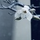 雪降る日に