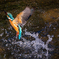 SPLASH
