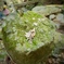 DSCF5909