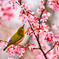 桜花の誘惑