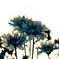 Gerbera