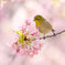 メジロと河津桜