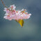 メジロと河津桜