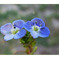 俳諧歳時記A592・・・♪