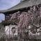 世界の梅公園