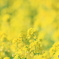 canola flower