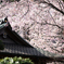 spring for tokyoites 2025