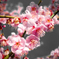 多分桜だと思うけれど・・・