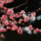 梅園