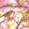メジロと河津桜と