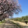 浅川の春