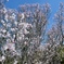 啓翁桜満開