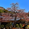 枝垂れ紅梅