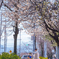 春分の桜