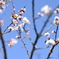 キタテハ+桜