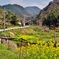 第三千九百十一作　「あるけば　菜の花　どこまでつづく」　大分県豊後高田
