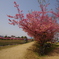 2025河津桜　倉敷川沿い１