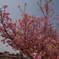 2025河津桜　倉敷川沿い2