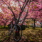 2025河津桜　倉敷川沿い4