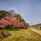 2025河津桜　倉敷川沿い5
