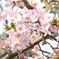 葉桜