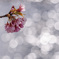 河津桜