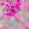 寒緋桜
