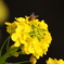 菜の花