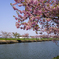 川津桜