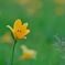 Begin to bloom