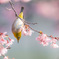 春が来た