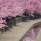 河津桜