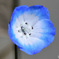  庭に咲いた春の花一輪 