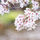time slip 桜