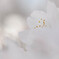 time slip 桜