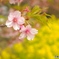 名残花