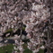 黄砂の降る中で　しだれ桜