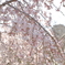 枝垂桜