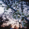 夕暮れのplum