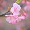 春 到来