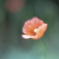 ぽつりぽつんと