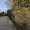 パノラマ撮影 トサミズキ 偕楽園 iphoneXS