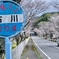 SAKURA 2025