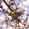 野山の鳥  メジロ