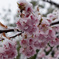 春雪ー河津桜ー