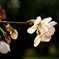 開花