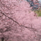 安行寒桜
